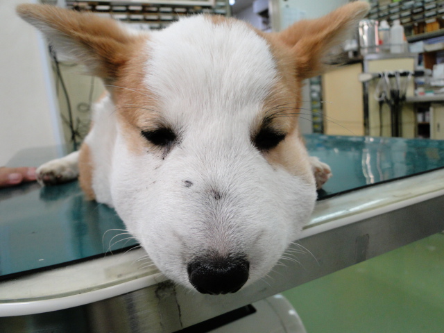 広島県呉市 石崎動物病院