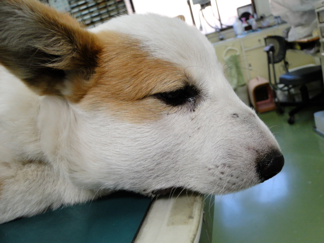 広島県呉市 石崎動物病院