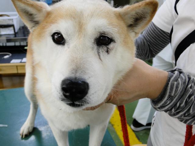 広島県呉市 石崎動物病院 マムシに注意