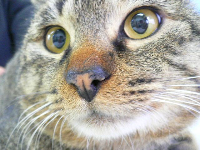 広島県呉市 石崎動物病院