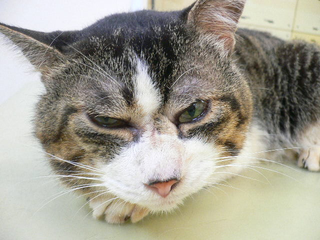 広島県呉市 石崎動物病院