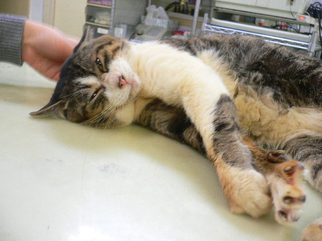 広島県呉市 石崎動物病院
