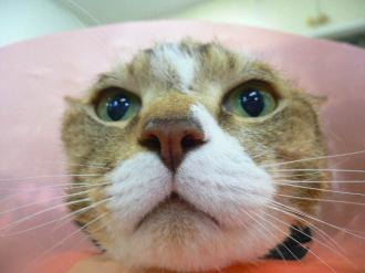 画像(330x247)