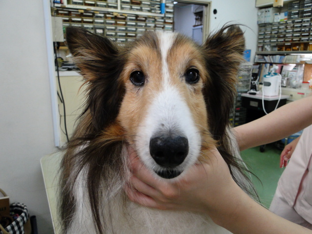 広島県呉市 石崎動物病院 犬 胆嚢粘液嚢腫 広島県呉市 石崎動物病院 犬 胆嚢粘液嚢腫