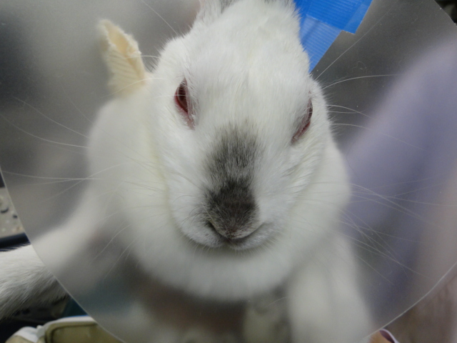 広島県呉市 石崎動物病院 広島県呉市 石崎動物病院