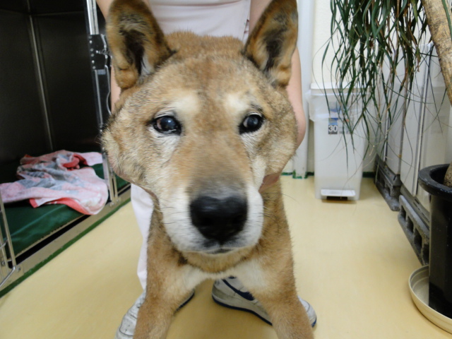広島県呉市 石崎動物病院 犬の陰嚢前部尿道瘻設置術 広島県呉市 石崎動物病院 犬の陰嚢前部尿道瘻設置術