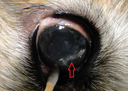角膜 ジストロフィー 犬