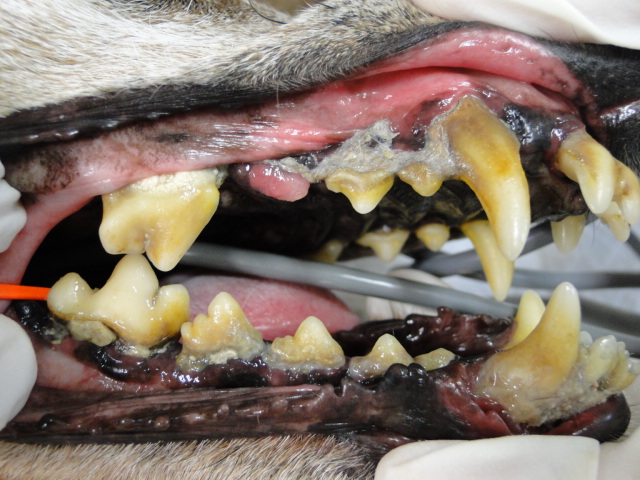 広島県呉市 石崎動物病院 いつもの犬の歯石除去