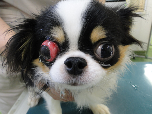 広島県呉市 石崎動物病院 犬の眼球突出