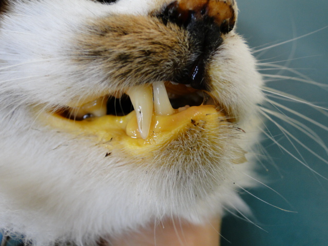 猫 黄疸 治す に は