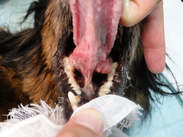 広島県呉市 石崎動物病院 犬の舌腫瘍 その1 広島県呉市 石崎動物病院 犬の舌腫瘍 その1