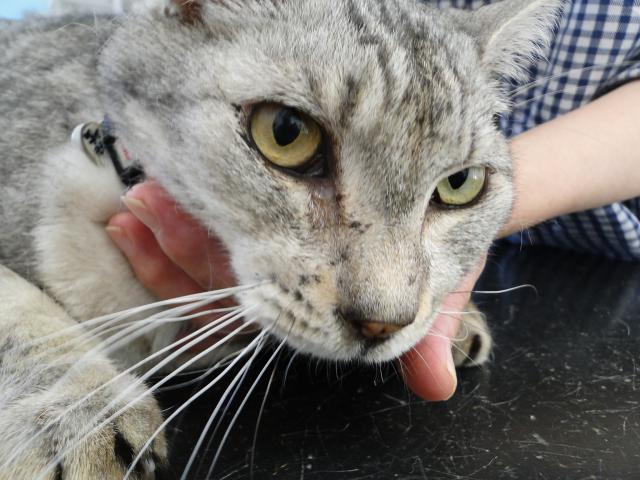 広島県呉市 石崎動物病院 猫の口内炎と食事アレルギー
