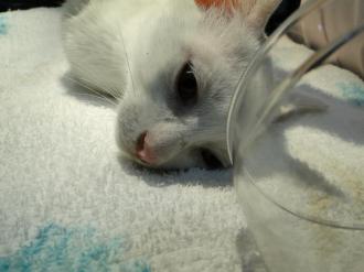広島県呉市 石崎動物病院 猫の釣り針による損傷 広島県呉市 石崎動物病院 猫の釣り針による損傷
