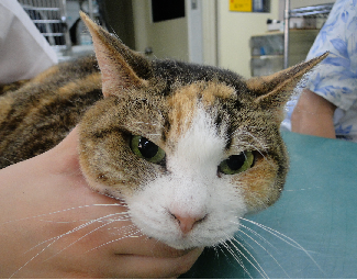 広島県呉市 石崎動物病院 猫の口内炎とアレルギー
