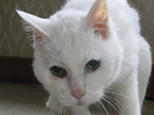 画像(301x224)