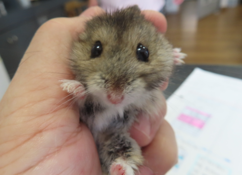広島県呉市 石崎動物病院 ハムスターの皮下腫瘍