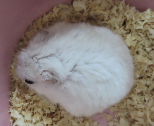 広島県呉市 石崎動物病院 ハムスターの眼疾患 広島県呉市 石崎動物病院 ハムスターの眼疾患