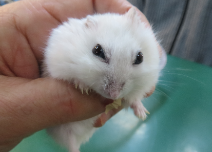 広島県呉市 石崎動物病院 ハムスターの眼疾患 広島県呉市 石崎動物病院 ハムスターの眼疾患
