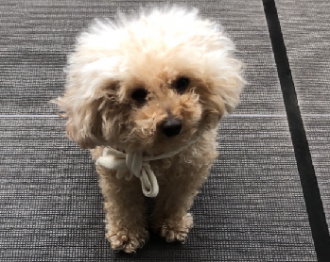 画像(330x262)・拡大画像(349x278)