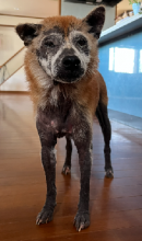 �摜(130x220)�E�g��摜(220x371)