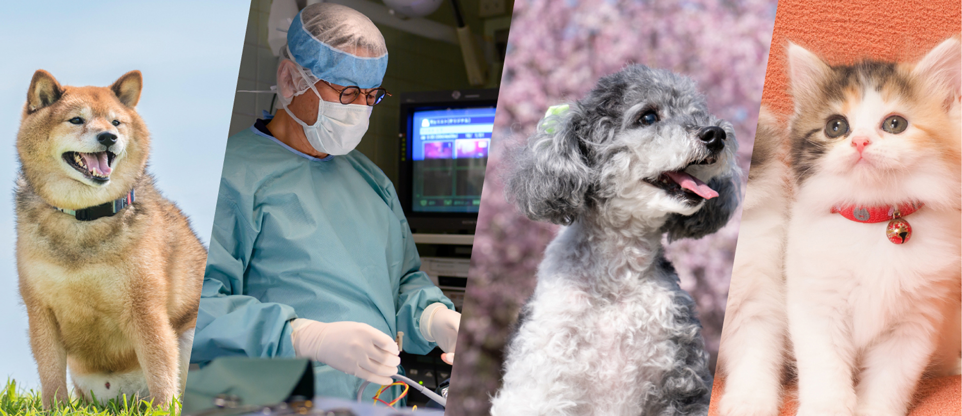 犬,猫,腹腔鏡避妊手術